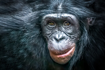 close-up portrait of a monkey