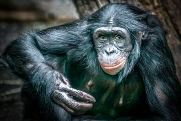 close-up of a bonobo monkey looking puzzeled