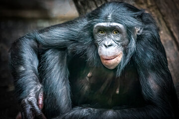 close-up portrait of a bonobo monkey looking forward
