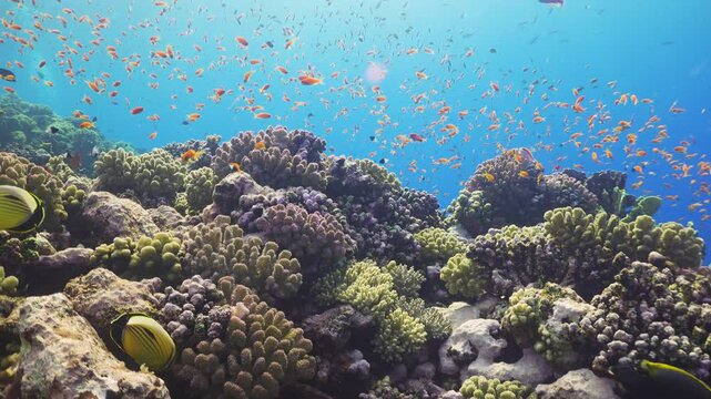 Tropical Fish on Vibrant Coral Reef