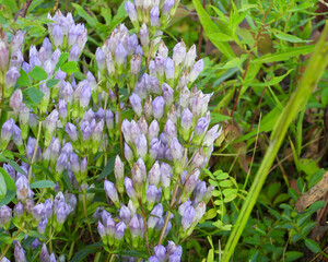 Gentianella quinquefolia (Stiff Gentian) Native North American Prairie Wildflower