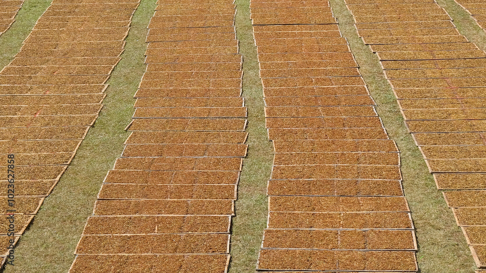 Aufkleber abstract patterns and shapes of drying tobacco in the field.dry the tobacco after chopping it gently