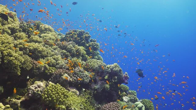 Tropical Fish on Vibrant Coral Reef
