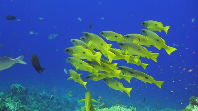 Tropical Fish on Vibrant Coral Reef