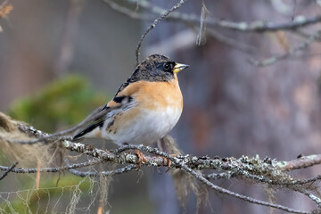 Brambling 