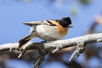 Brambling 