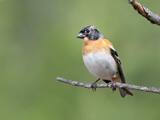 Brambling 