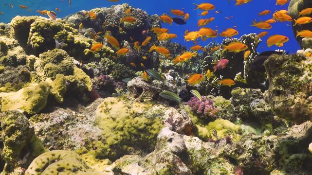 Tropical Fish on Vibrant Coral Reef