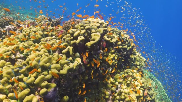 Tropical Fish on Vibrant Coral Reef