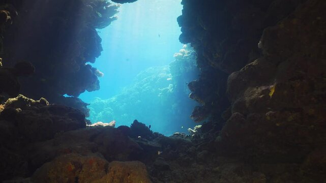 Tropical Fish on Vibrant Coral Reef