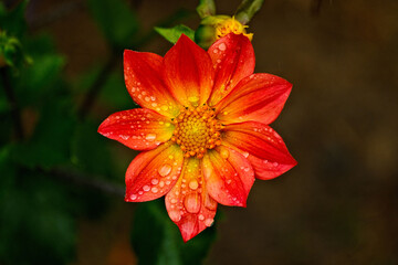 Beautiful red dahlia flower with rain drops on petals