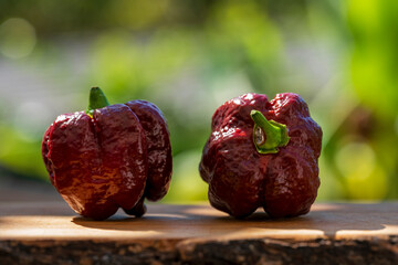 Close up view to a collection of brown hot chili Trinidad Scorpion style with beautiful bokeh background