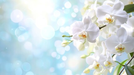 Obraz premium Elegant White Orchid Flower Close-Up in Soft Light Isolated on White Background