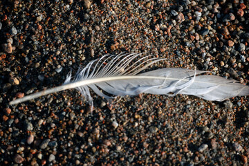 feather on blue, medelpad,bergafjärden.sverige,sweden,norrland,mats,summer