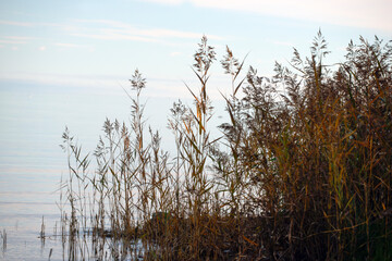 reeds in the water, medelpad,bergafjärden.sverige,sweden,norrland,mats,summer