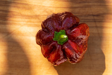 Close up view to a collection of brown hot chili Trinidad Scorpion style with beautiful bokeh background