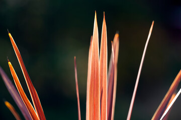 close up of a flower, medelpad,bergafjärden.sverige,sweden,norrland,mats,summer