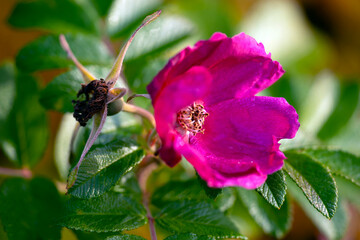 bee on a flower, medelpad,bergafjärden.sverige,sweden,norrland,mats,summer