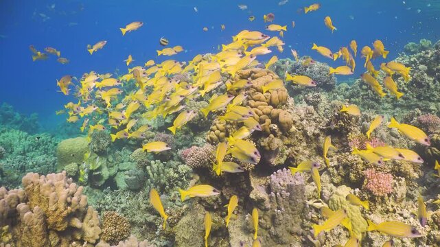 Tropical Fish on Vibrant Coral Reef