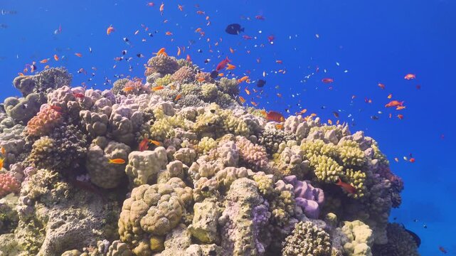 Tropical Fish on Vibrant Coral Reef