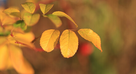 leaves of a rosa multiflora, golden leaves of a rose, autumn colours in the forest, bright yellow colours in autumn, yellow orange leaves shine in the sun, sun shines on a yellow leaf