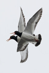 oystercatcher