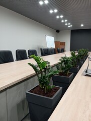 Green plants in the meeting room. Landscaping of the interior. Zamiakulkas