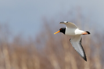 oystercatcher