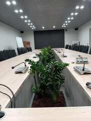 Green plants in the meeting room. Landscaping of the interior. Zamiakulkas