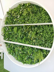 green parsley. Landscape interior design. Panels of artificial plants in a round white frame
