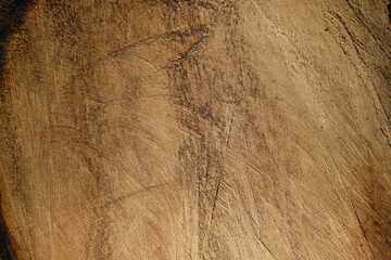 Isolated wood texture of oak close-up. Raw wood background. Copy space.