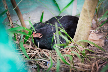 A black hen is sitting on her eggs in the grass.