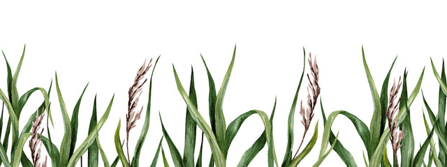 Watercolor seamless border with sugar cane leaves. Hand drawn illustration of green stems and ears for design