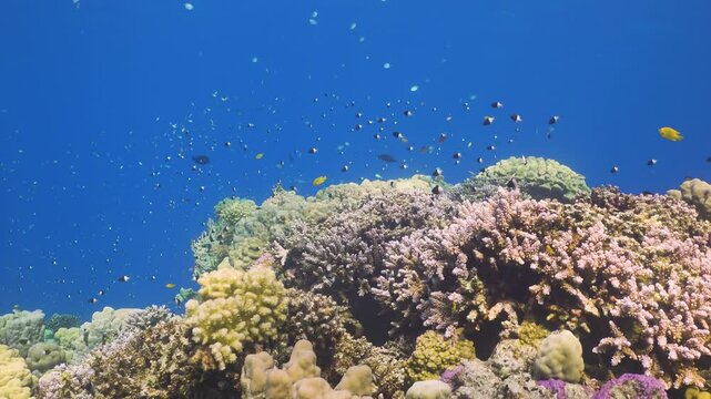 Tropical Fish on Vibrant Coral Reef