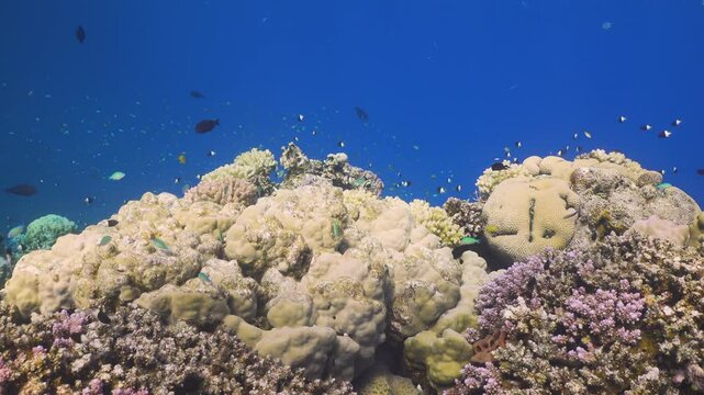 Tropical Fish on Vibrant Coral Reef