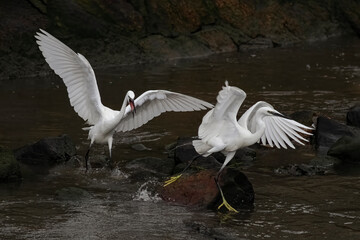 White egret fight
