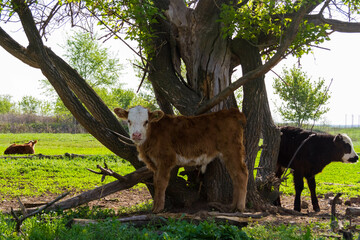 Young calves graze on the field. Farm in the village. Farming concept.