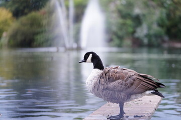 British goose in the Park