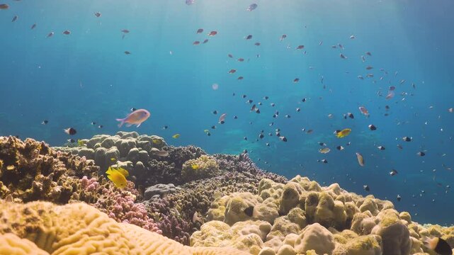 Tropical Fish on Vibrant Coral Reef