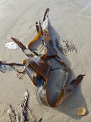 Alge am Nordseestrand