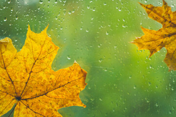 Autumn maple leaf yellow on glass with raindrops. Autumn weather. Rain outside window.