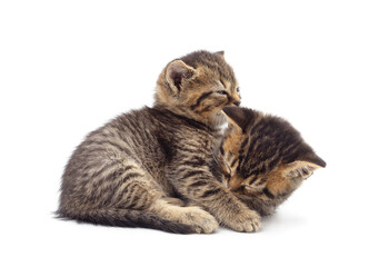 Fototapeta premium Two little kittens sitting.