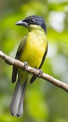 Fototapeta premium Green-backed Becard Bird Perched on a Branch in Nature, Realistic Photo, Pattern Background, Wallpaper, Cover and Screen for Smartphone, PC, Laptop, 9:16 and 16:9 Format