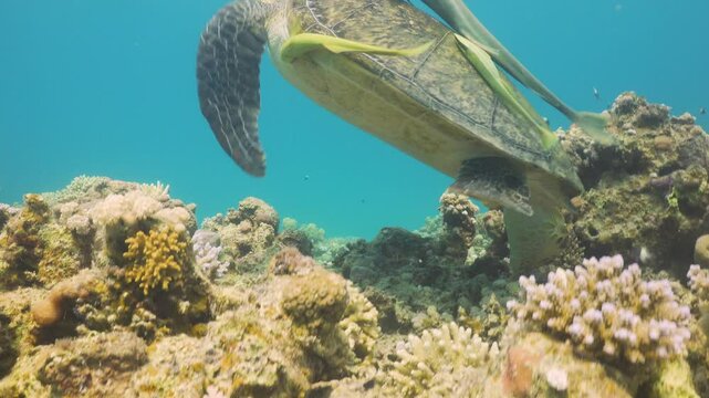 Turtle Swimming in Blue Water