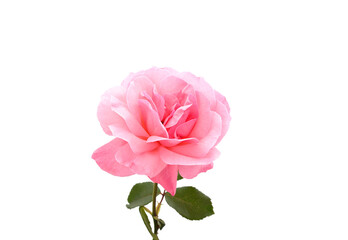 Beautiful pink roses.