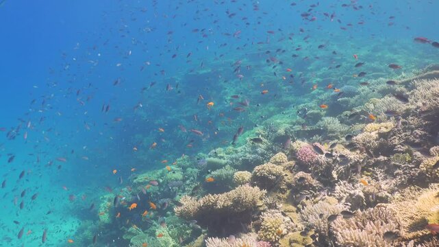 Tropical Fish on Vibrant Coral Reef