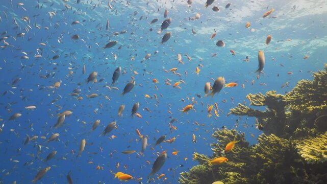 Tropical Fish on Vibrant Coral Reef
