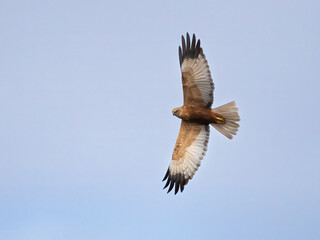 Fototapeta premium Western Marsh Harrier 