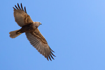 Obraz premium Western Marsh Harrier 
