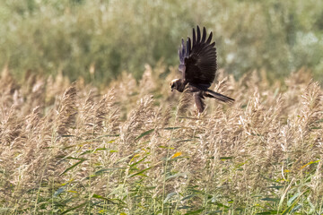 Western Marsh Harrier 